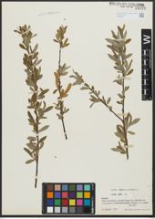 Foto von Salix alba L.